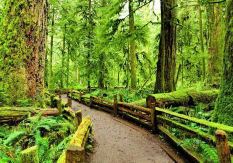 Cathedral Grove hiking spot with forest surrounding the trail